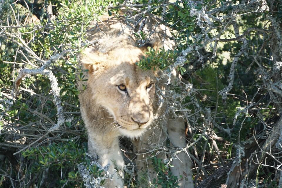 Loewe auf Safari im Kwandwe Private Game Reserve - Suedafrika Reiseblog Road Traveller