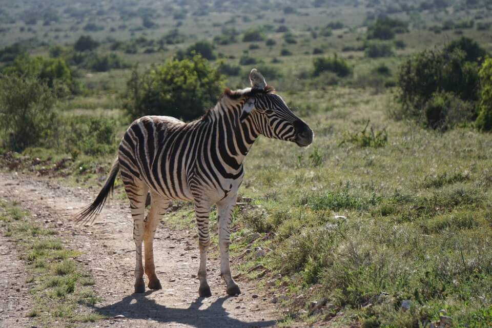 Zebra auf Safari im Kwandwe Private Game Reserve in Suedafrika