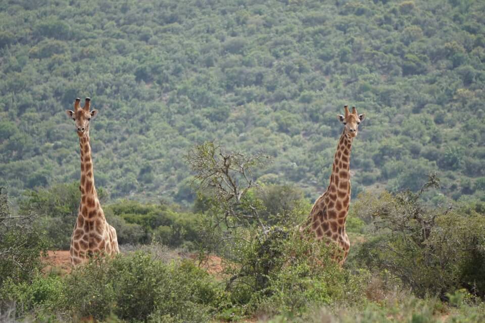 Giraffen im Kwandwe Private Game Reserve auf der Walking Safari