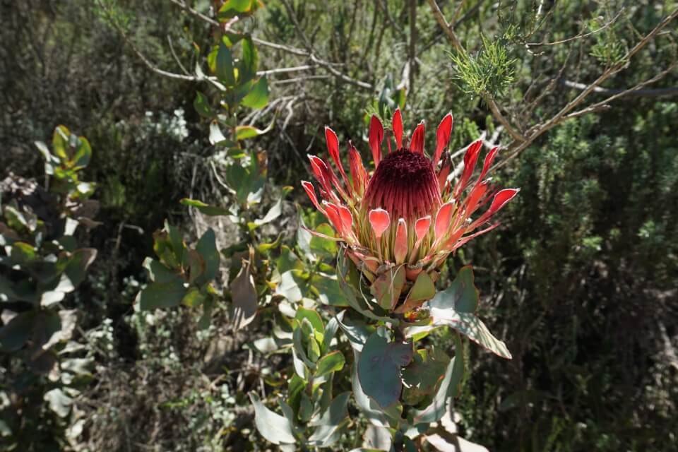 Protea - die Nationalblume von Suedafrika auf dem Starnberg Pass