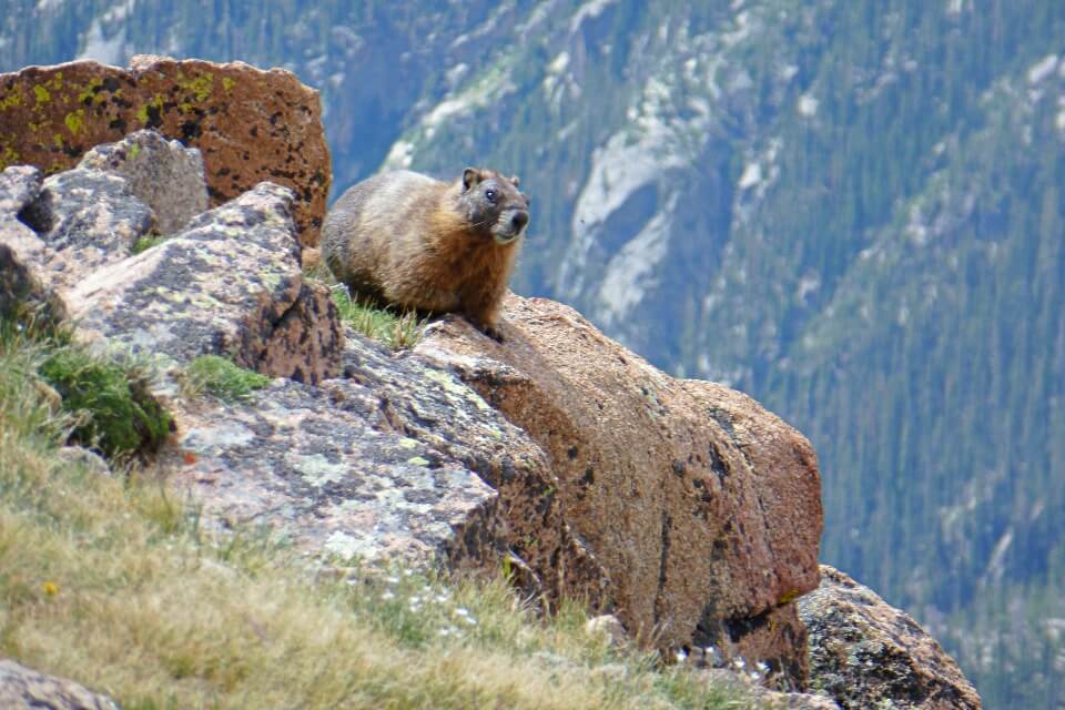 Marmot im Rocky Mountains Nationalpark in den USA