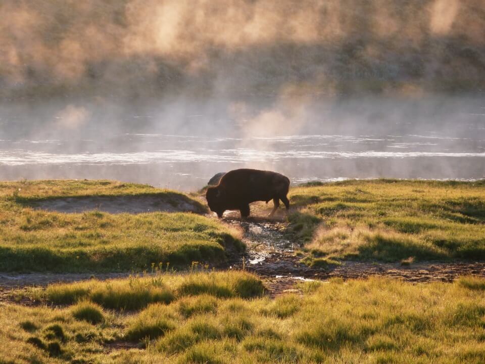 Bison im Morgendunst im Yellowstone Nationalpark