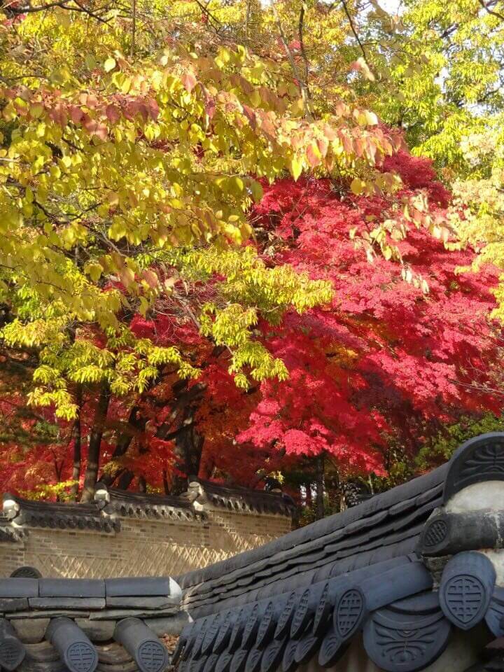 Herbstfarben in Seoul