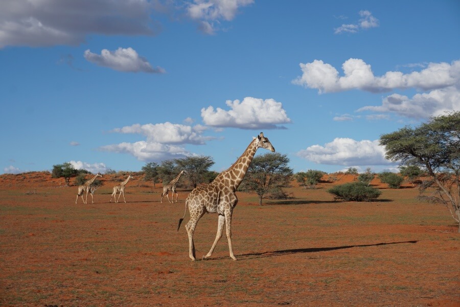 Giraffen beim Sunset Drive ueber die Game Ranch der Bagatelle Kalahari Lodge