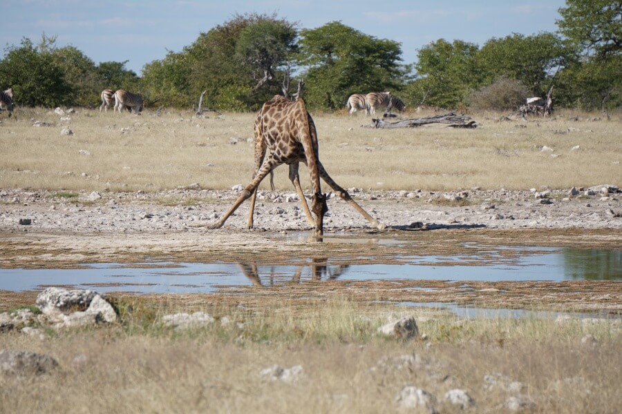 Giraffe im Etoscha Nationalpark am Wasserloch