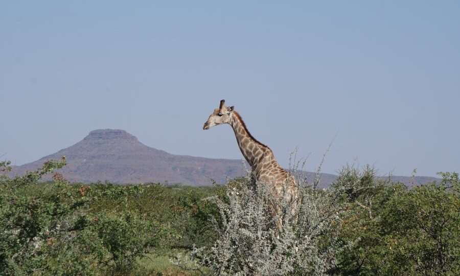 Eine Giraffe am Straßenrand in Namibia