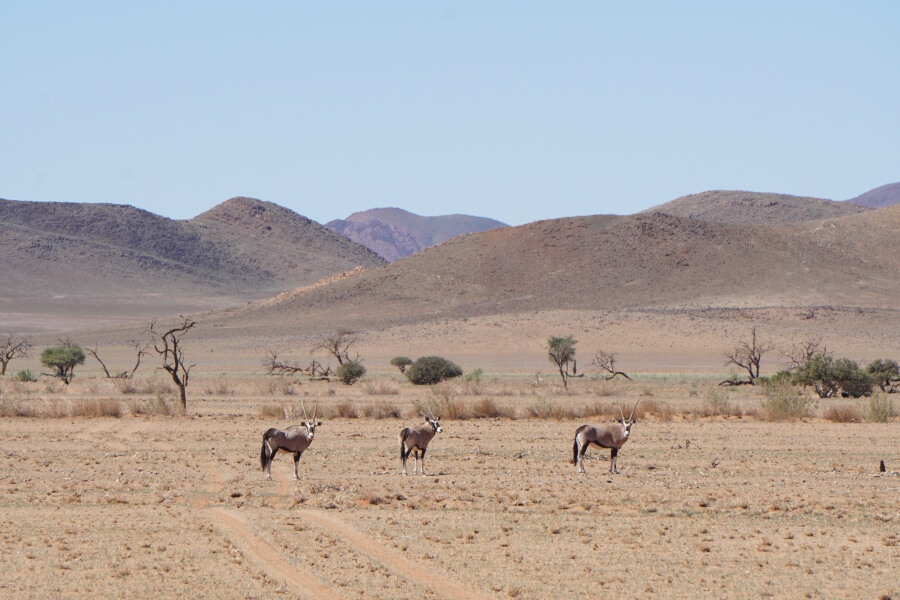 Oryx Antilopen auf dem Weg ins Namib Rand Reservat