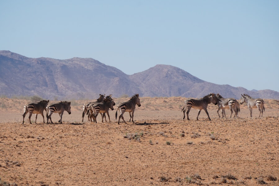 Zebras auf unserem Roadtrip durch Namibia