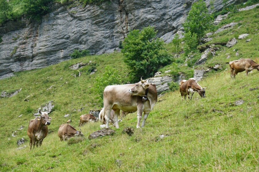 Kuehe auf der Wanderung zum Seealpsee im Alpsteingebirge in der Schweiz 