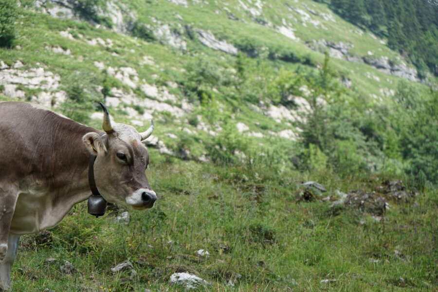 Eine Kuh auf der Wanderung zum Seealpsee bei Appenzell in der Schweiz