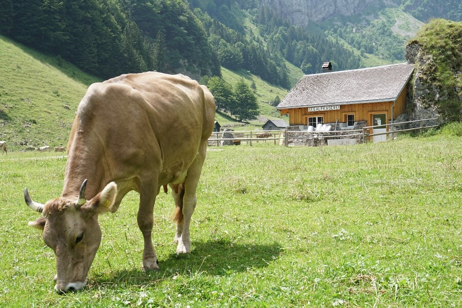 Eine Kuh am Seealpsee bei Appenzell