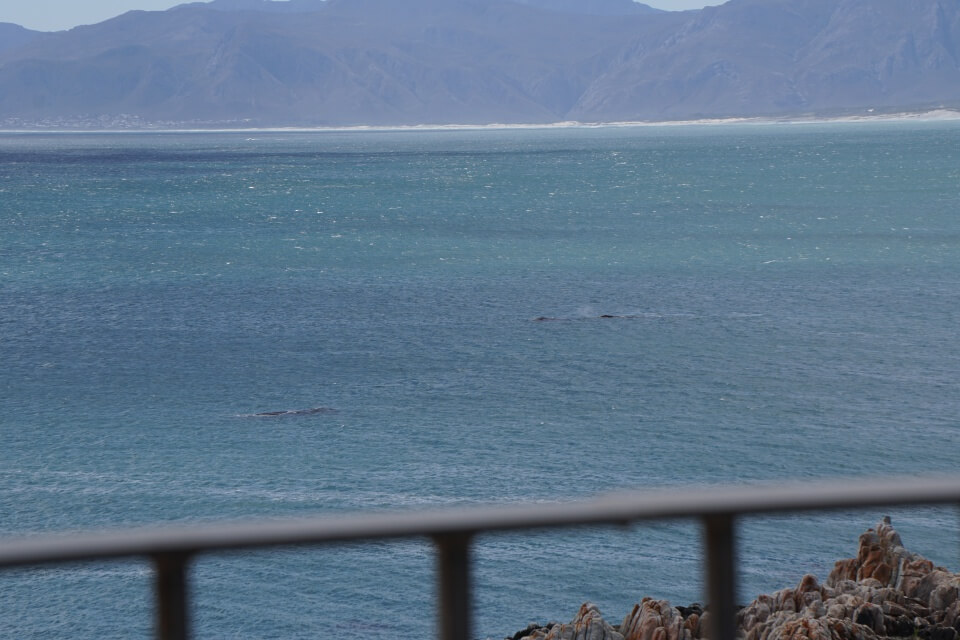 Wale vor de Kelders vom coffee on the rocks aus