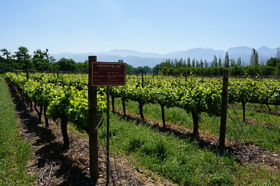 Weinreben in Franschhoek im Weinland Südafrikas