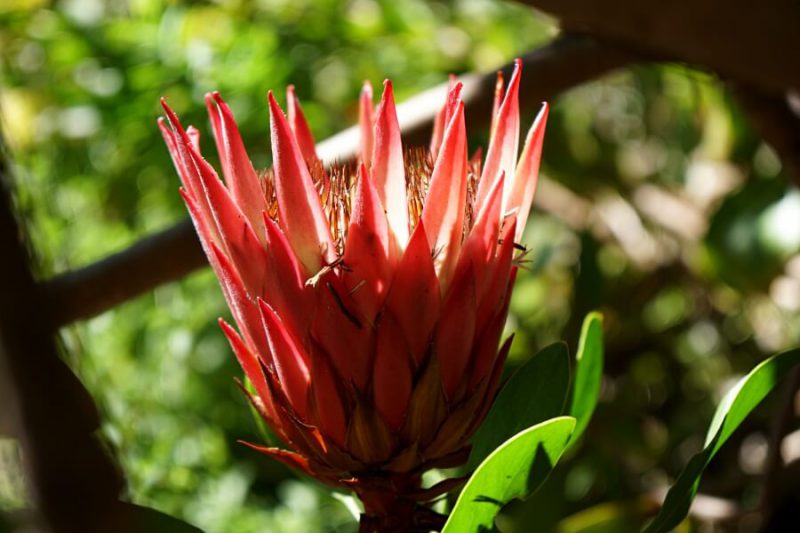 Protea im Botanischen Garten der Universitaet Stellenbosch