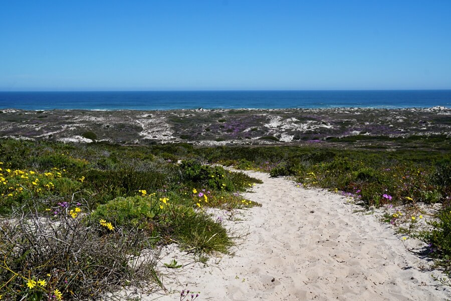 Sandpfad durch Wildblumen zum rauen Atlantik im West Coast Nationalpark