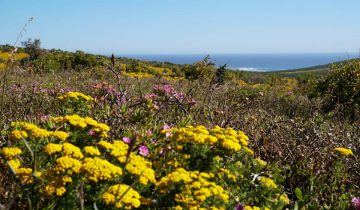 Unser Roadtrip an der Westkueste Suedafrika mit Route, Highlights und Tipps vom Reiseblog Road Traveller