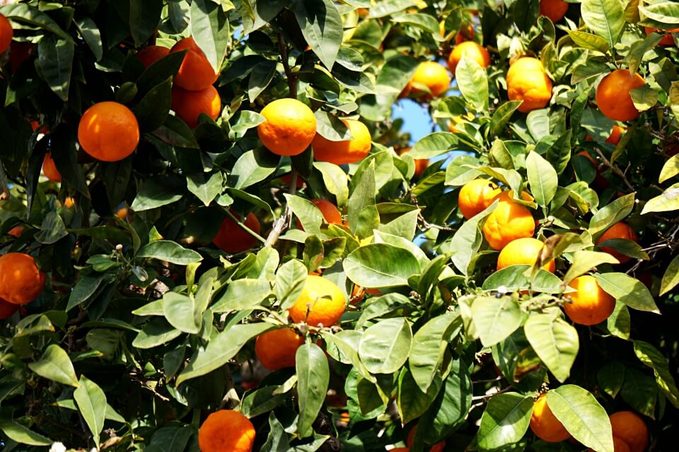 Orangen in Soller in der Serra de Tramuntana