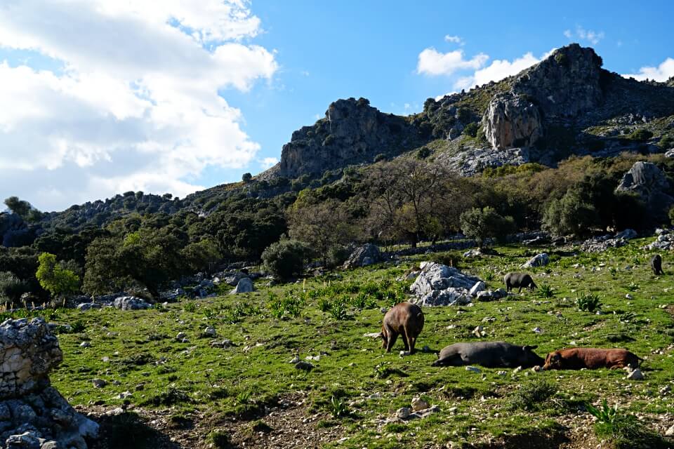Idyllische Berglandschaft in der Sierra de Grazalema