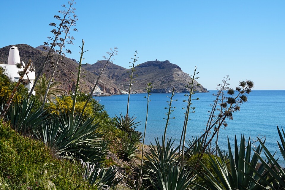 Agaven praegen die Landschaft im Naturpark Cabo de Gata