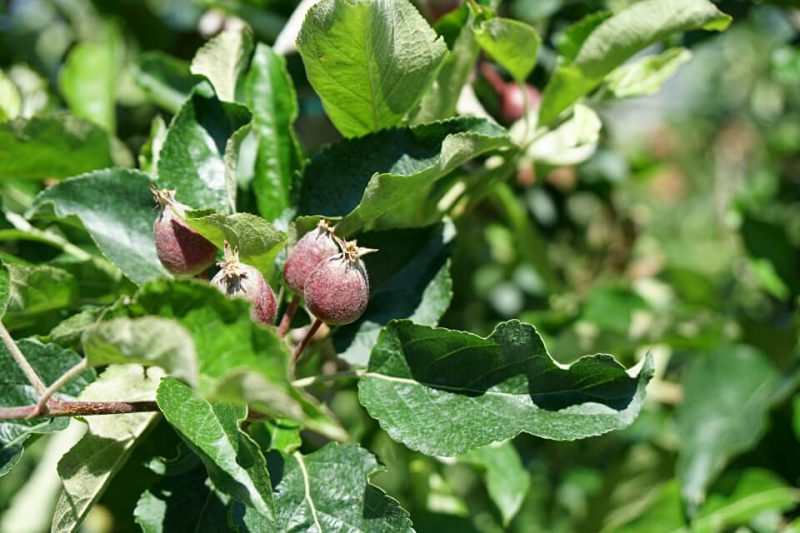 Apfelplantage in Meran