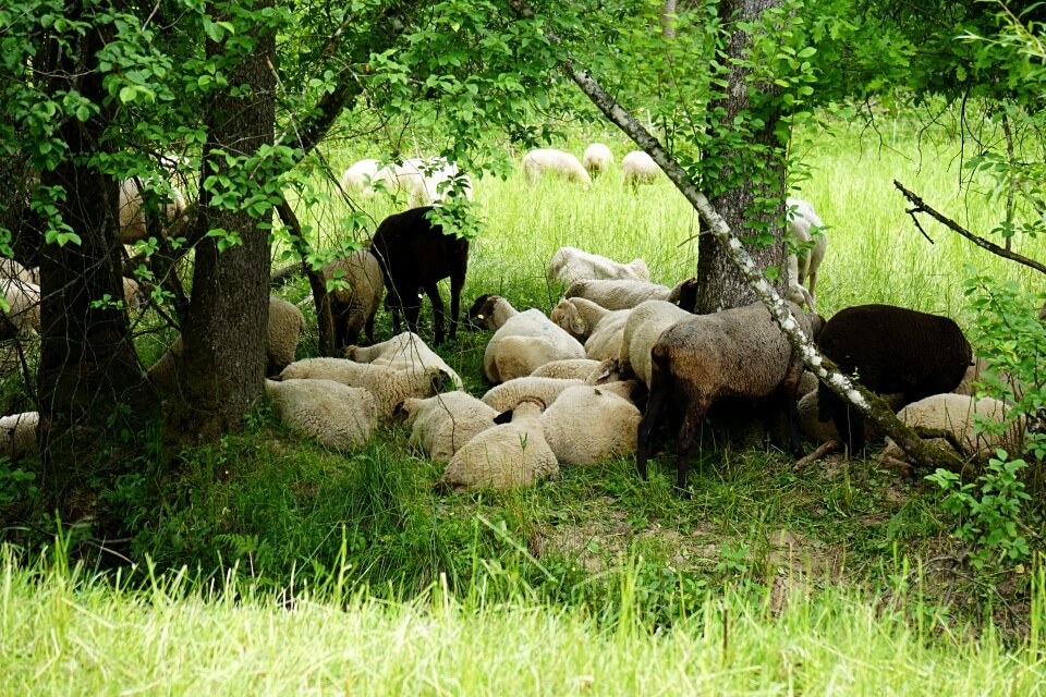 Schafe auf dem Muehlenwanderweg im Schwaebischen Wald