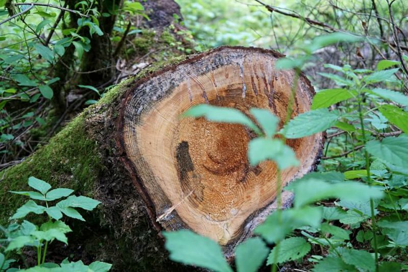 Baumstamm beim Wandern im Schwaebischen Wald