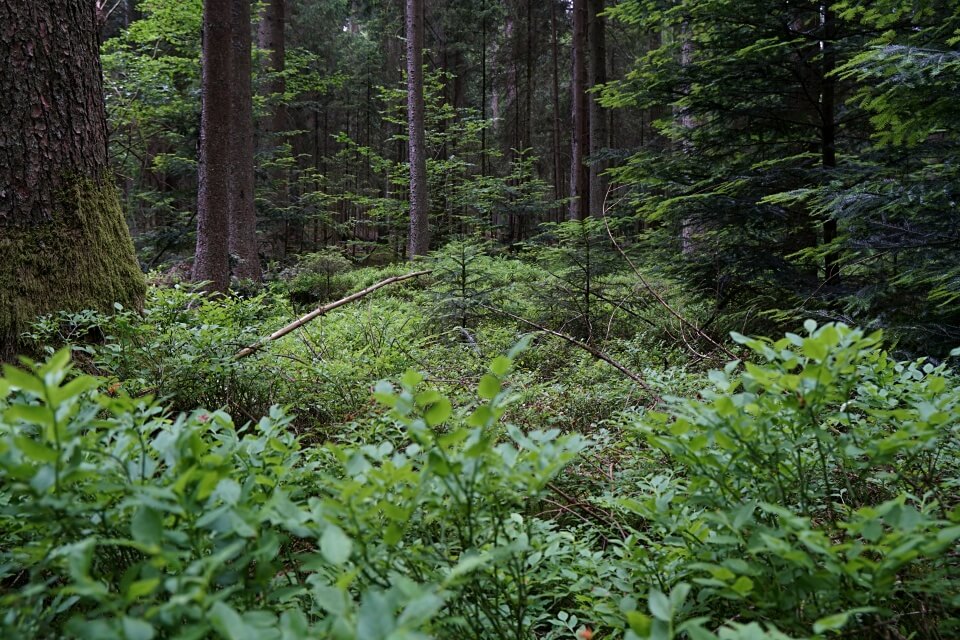 Verwunschene Natur im Schwaebischen Wald