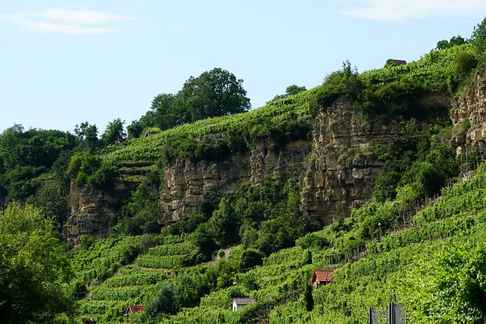 Steillagen Weinbau in Ludwigsburg