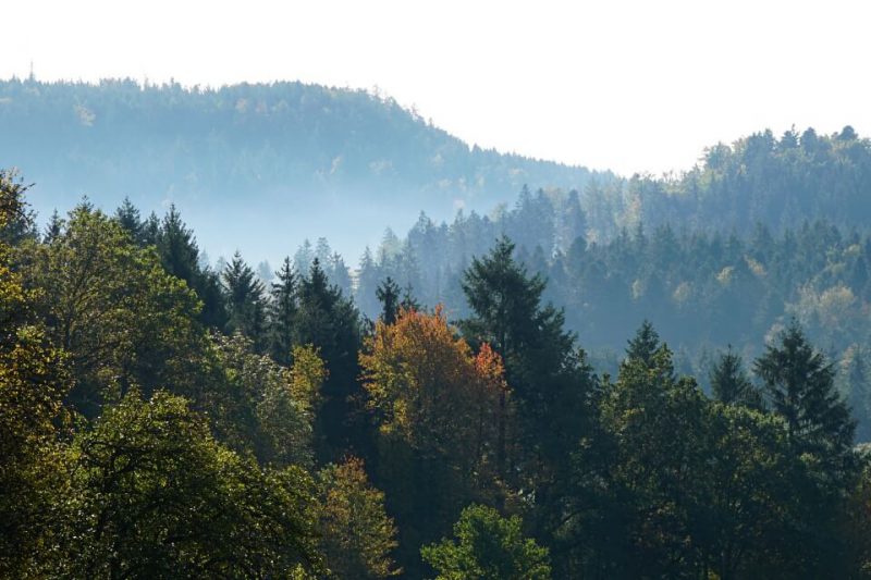 Morgenstimmung mit Nebel im Schwaebischen Wald