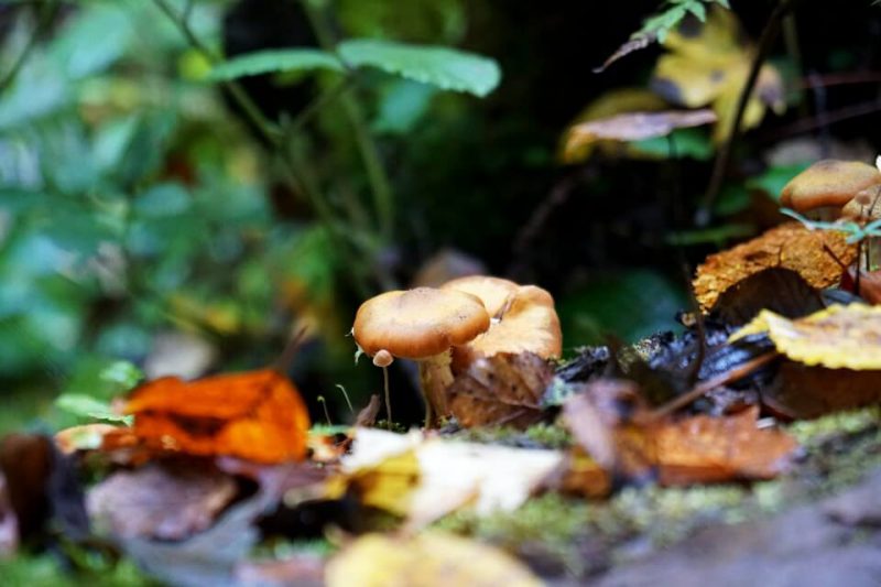 Herbst in der Wieslaufschlucht beim Wandern im Schwaebischen Wald