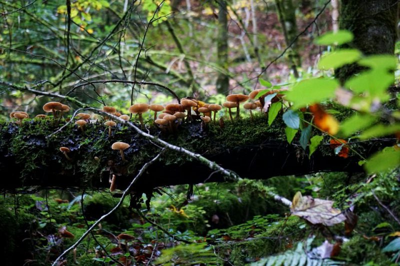Herbst in der Wieslaufschlucht beim Wandern im Schwaebischen Wald