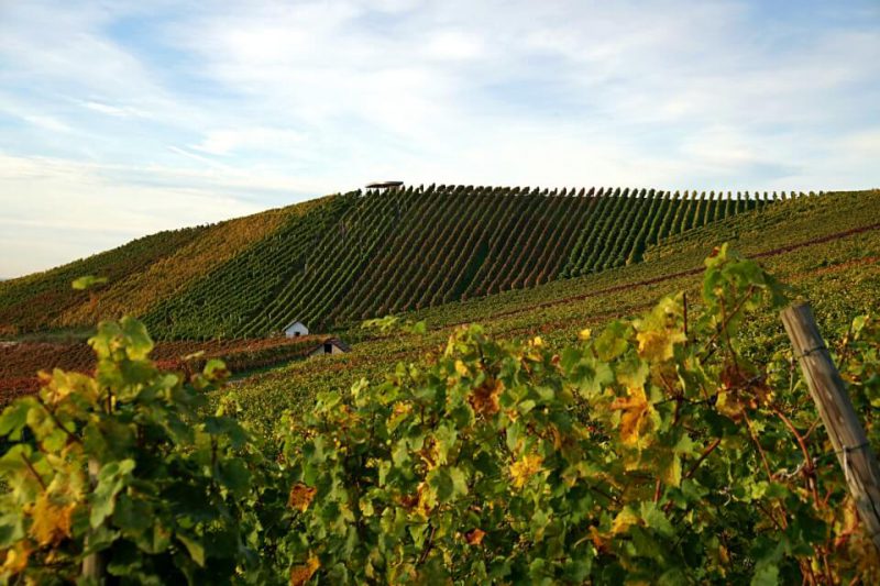 Weinberge in Hohenlohe auf dem Weinlehrpfad Heuholz