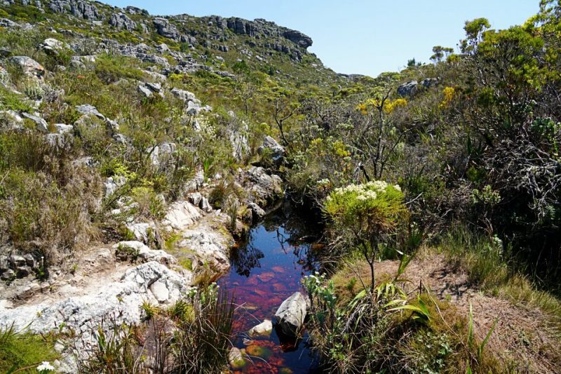 Tolle Natur und Fynbos auf unserer Wanderung auf den Tafelberg