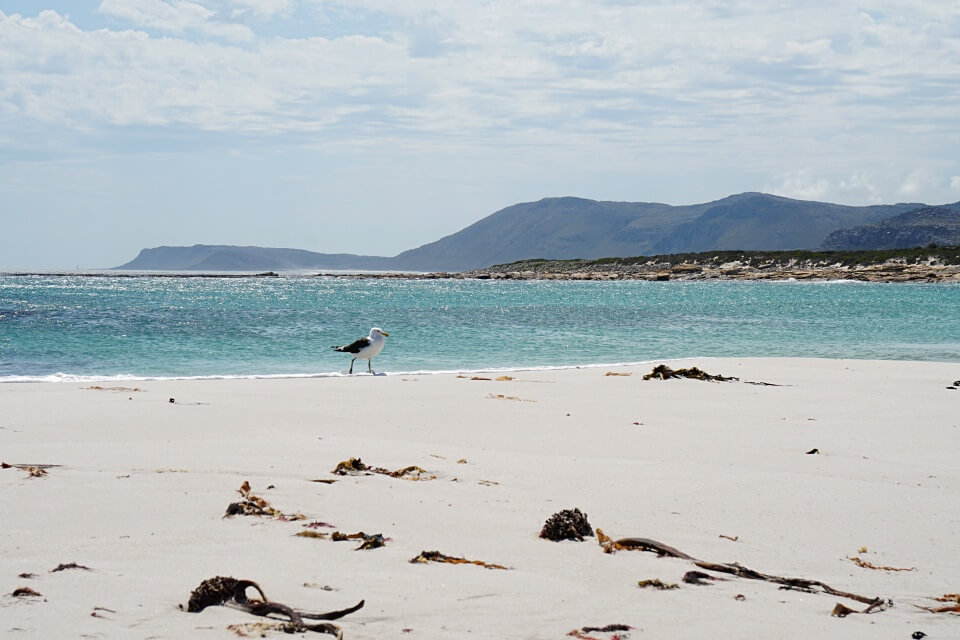 Eine Moewe am Strand der Kap Halbinsel