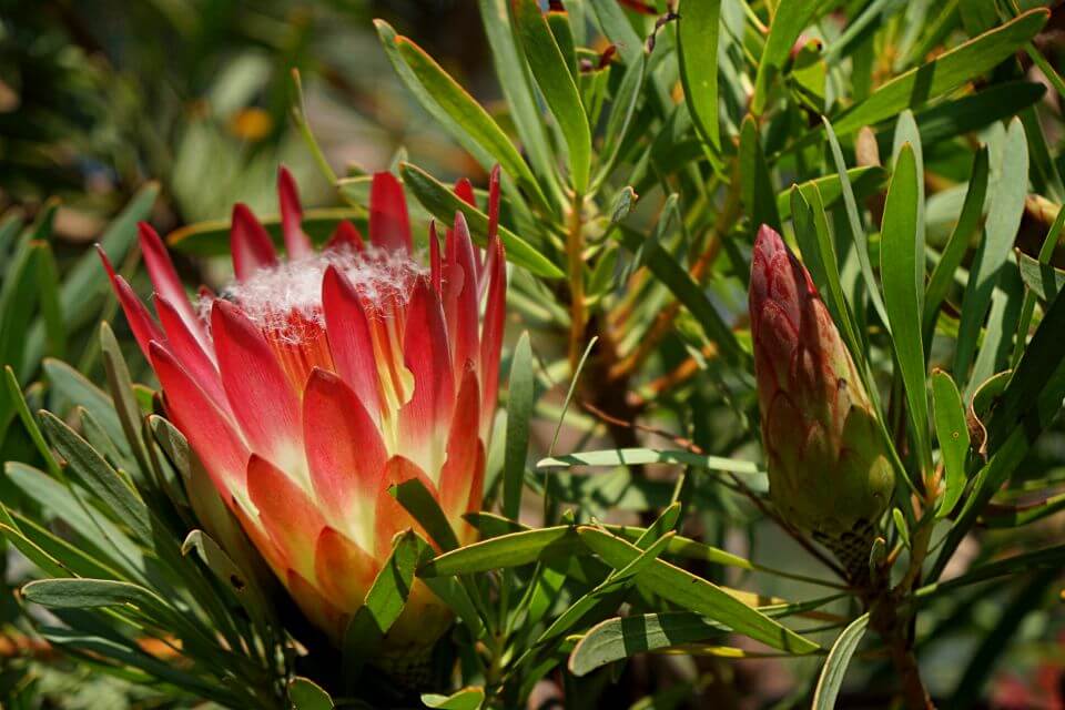 Protea in Suedafrika