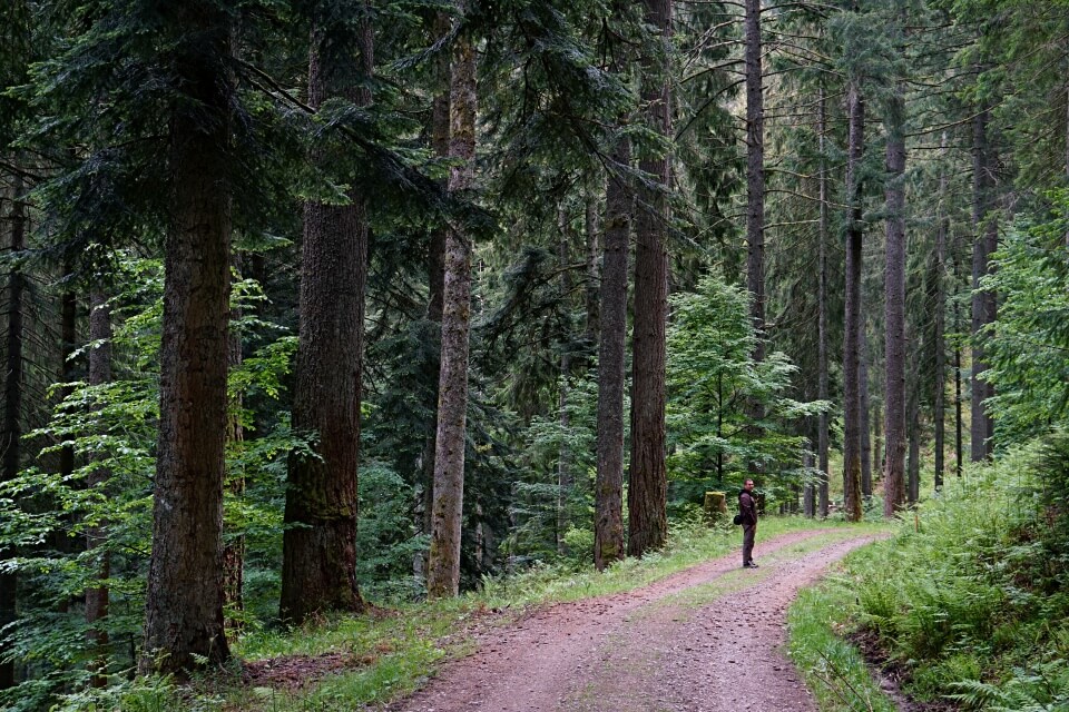 Forstwege auf der Naturgewalten Tour im Schwarzwald