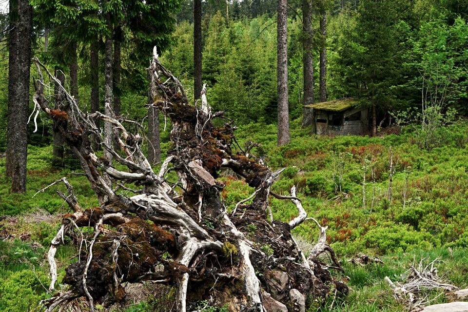 Entwurzelter Baum auf der Naturgewalten Tour im Schwarzwald