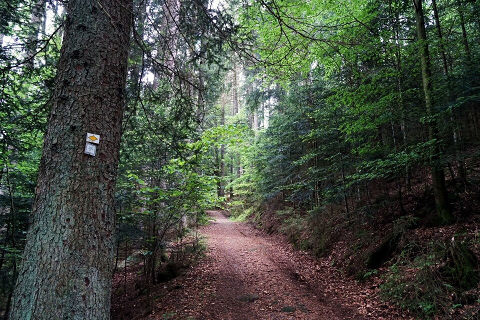 Start Wanderweg Naturgewalten Tour in Baiersbronn Mitteltal im Schwarzwald