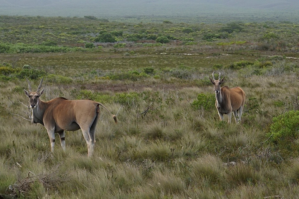 Eland Antilopen im De Hoop Nature Reserve