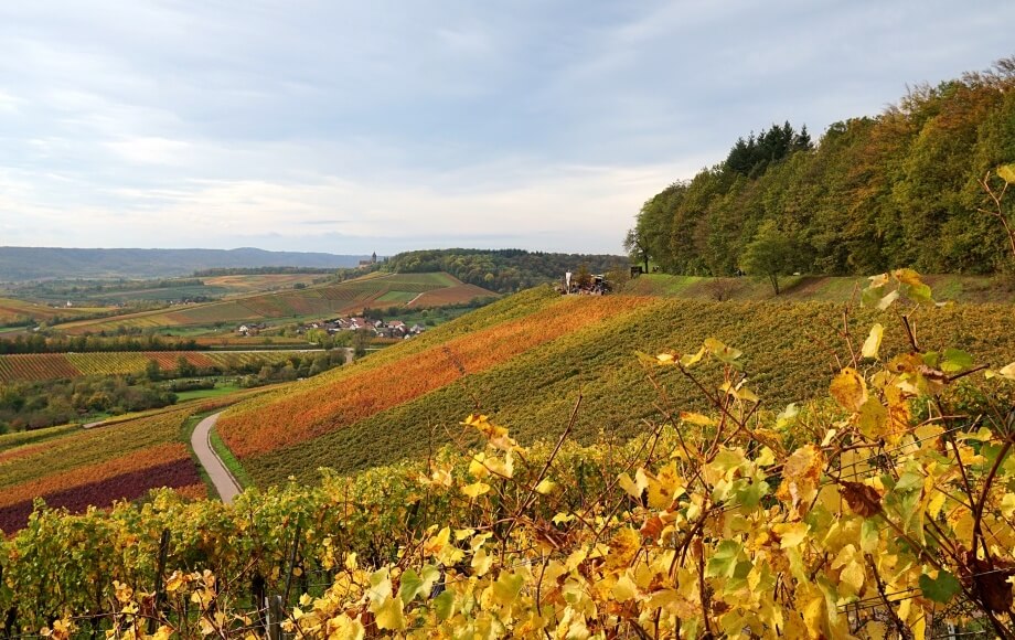 Wein Wanderung im Naturpark Stromberg Heuchelberg