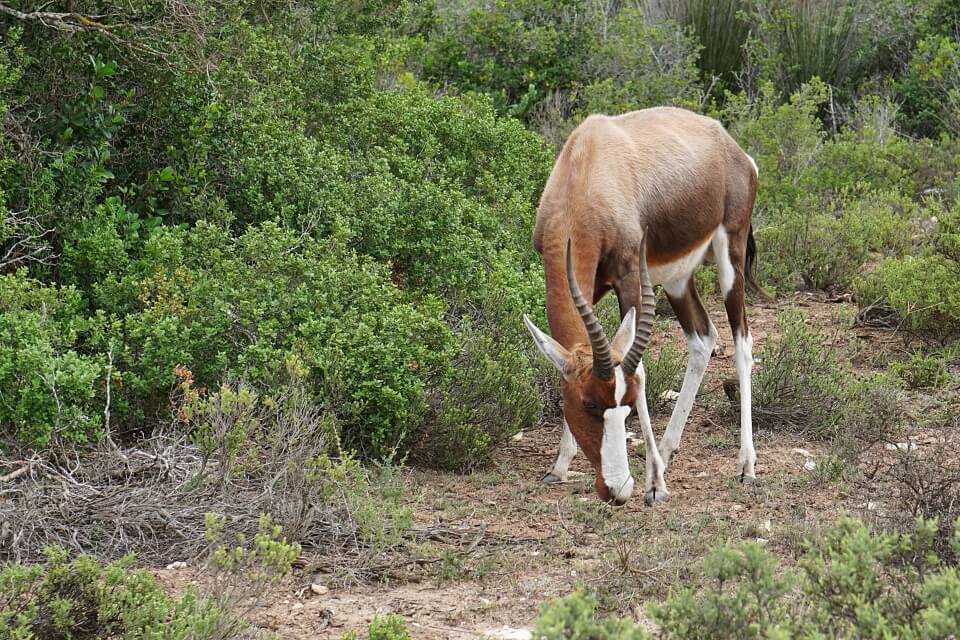 Bontebok im de Hoop Nature Reserve