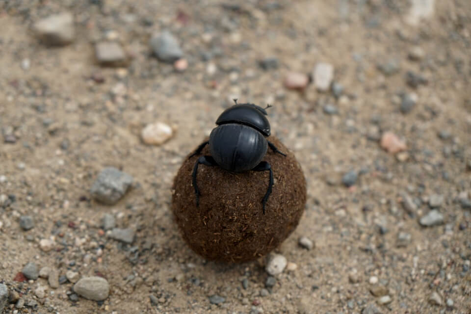 Pillendreher oder auch Dung Beetle im de Hoop Nature Reserve in Sudafrika