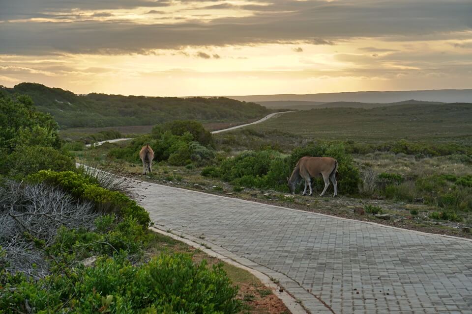De Hoop Nature Reserve kleines Paradies im Western Cape