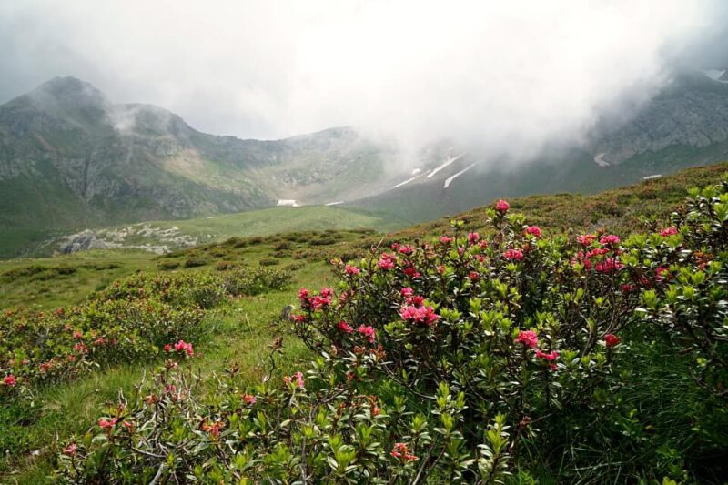 Alpenrosen auf dem Almenweg beim Wandern am Hirzer im Meraner Land