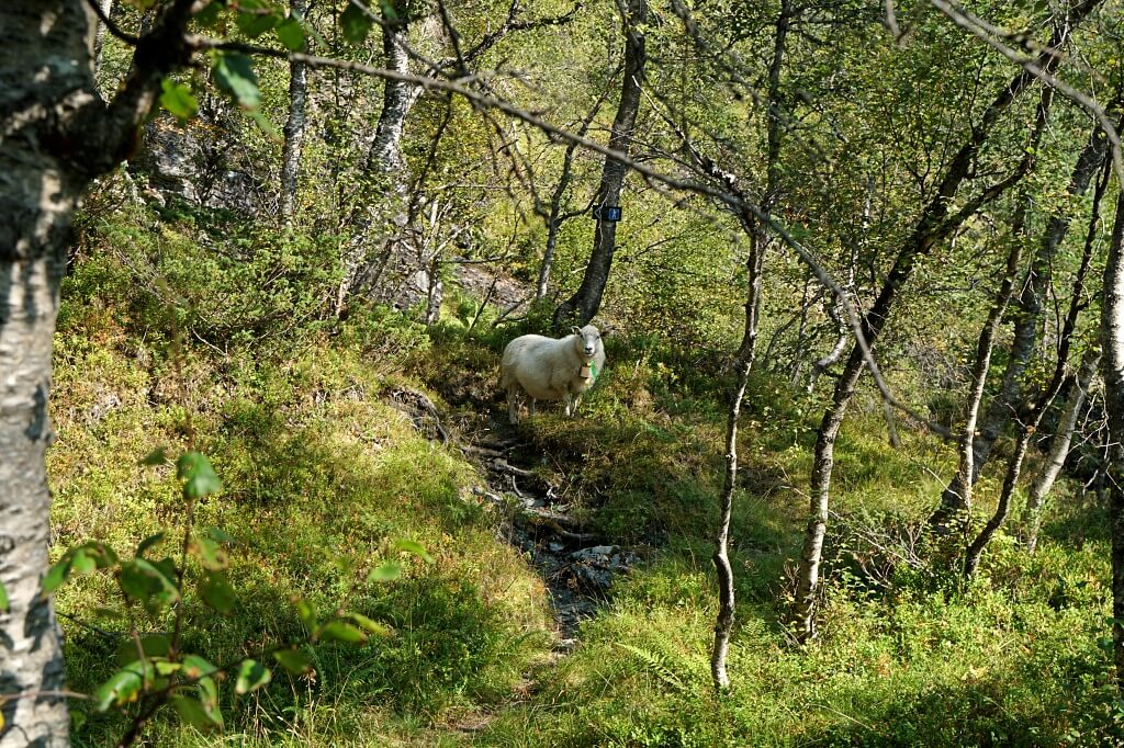 Schaf auf einem Wanderweg in Fjordnorwegen am Hardangerfjord