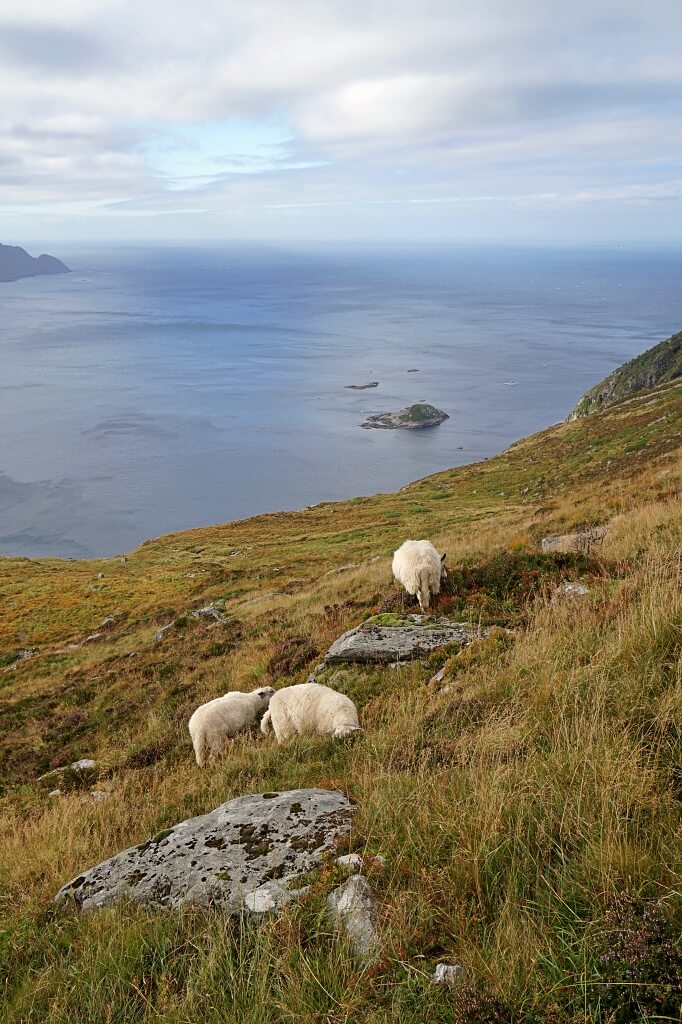 Schafe auf unserer Wanderung auf den Veten in Bremanger an der Westkueste von Norwegen 