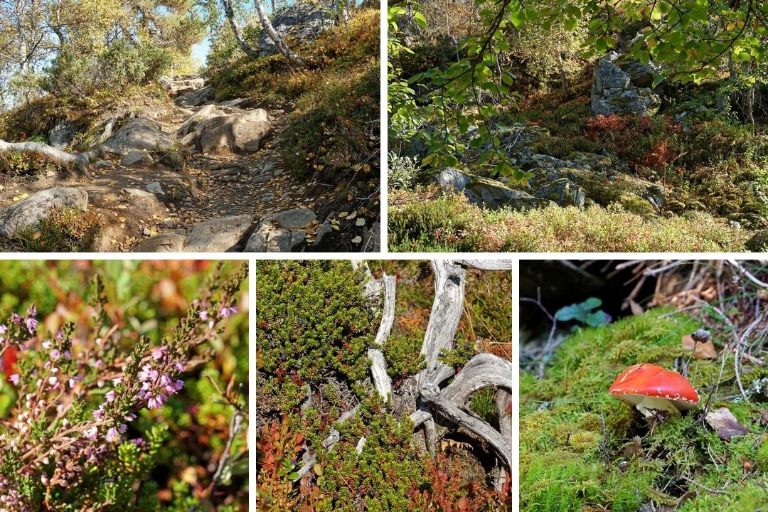 Natur beim Wandern auf den Molden am Lustrafjord in Norwegen