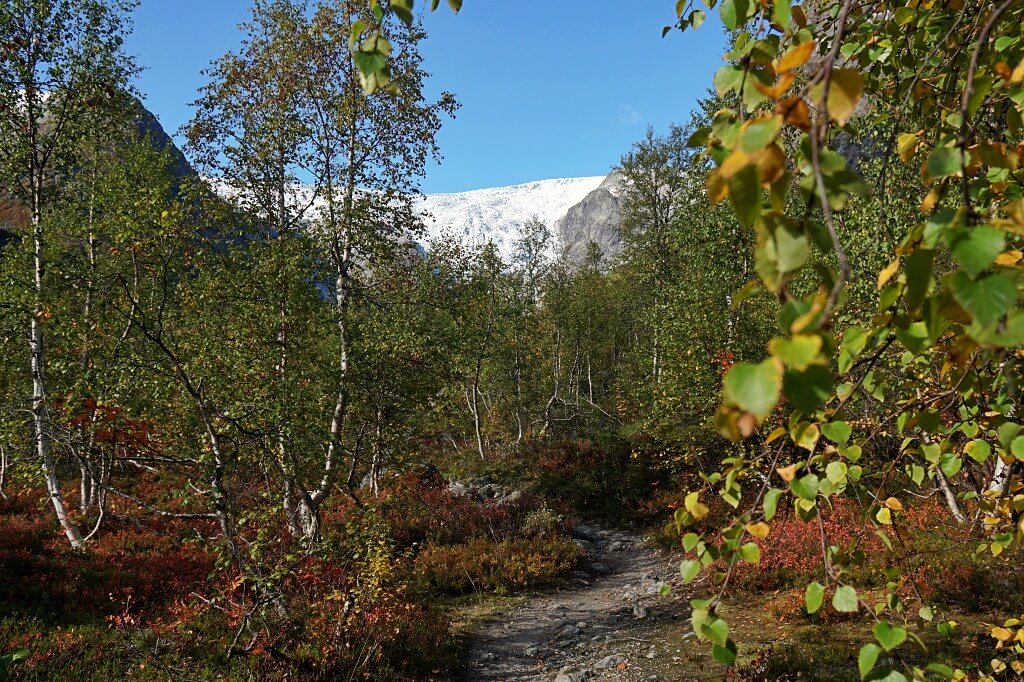 Wanderweg durch einen Birkenwald zum Bergsetbreen Gletscher im Jostedalsbreen Nationalpark